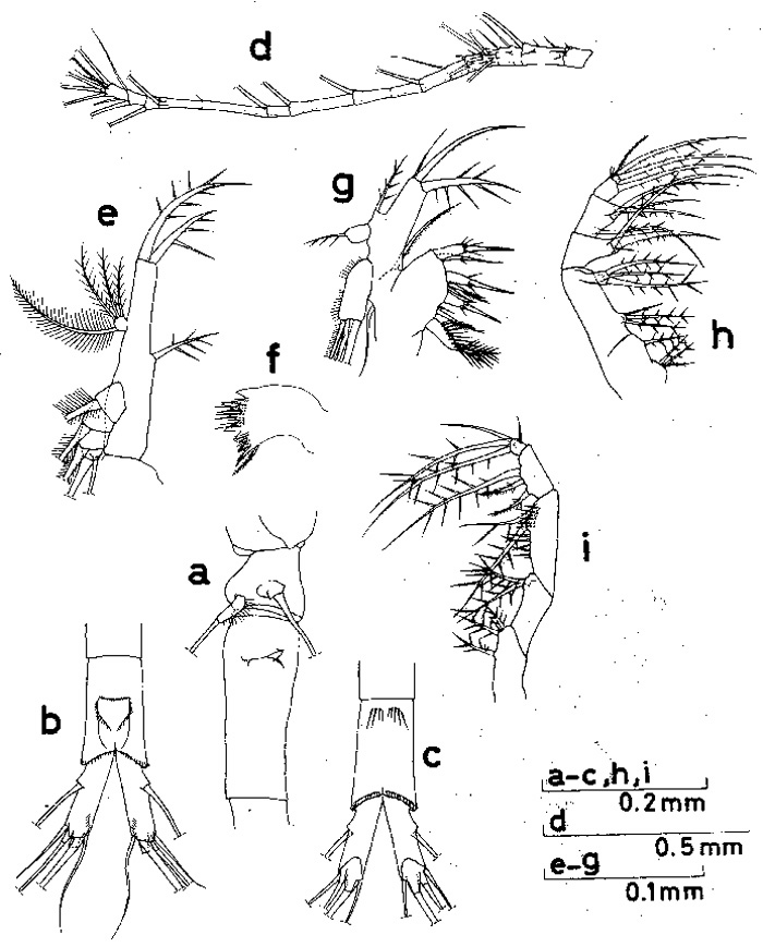 Species Oithona setigera - Plate 3 of morphological figures