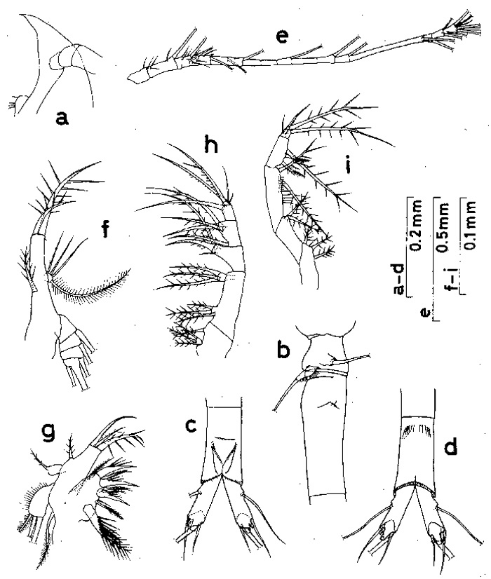 Species Oithona setigera - Plate 5 of morphological figures