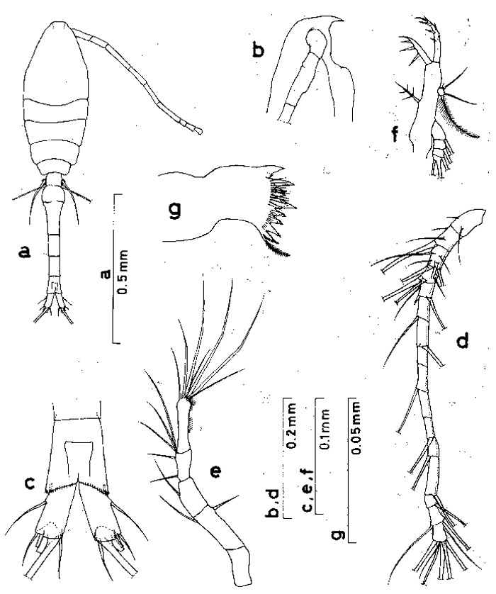 Espèce Oithona similis-Group - Planche 4 de figures morphologiques