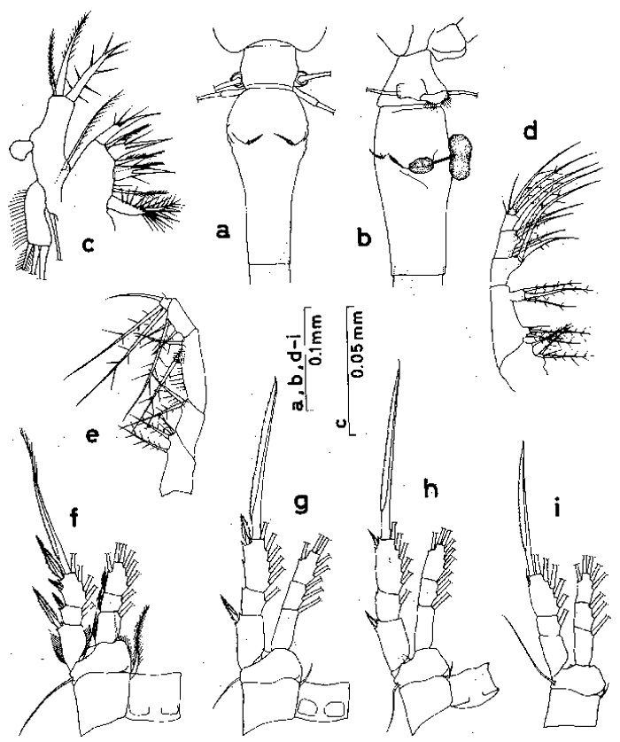 Espèce Oithona similis-Group - Planche 5 de figures morphologiques