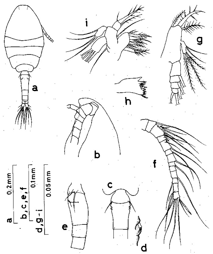 Espce Oithona simplex - Planche 3 de figures morphologiques