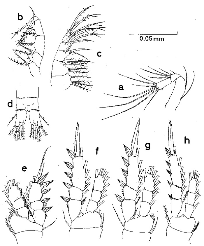 Espèce Oithona simplex - Planche 4 de figures morphologiques