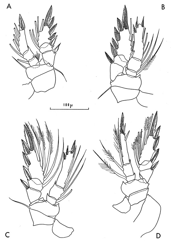Species Oncaea neobscura - Plate 2 of morphological figures