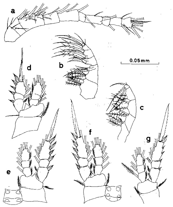 Espèce Oithona simplex - Planche 8 de figures morphologiques