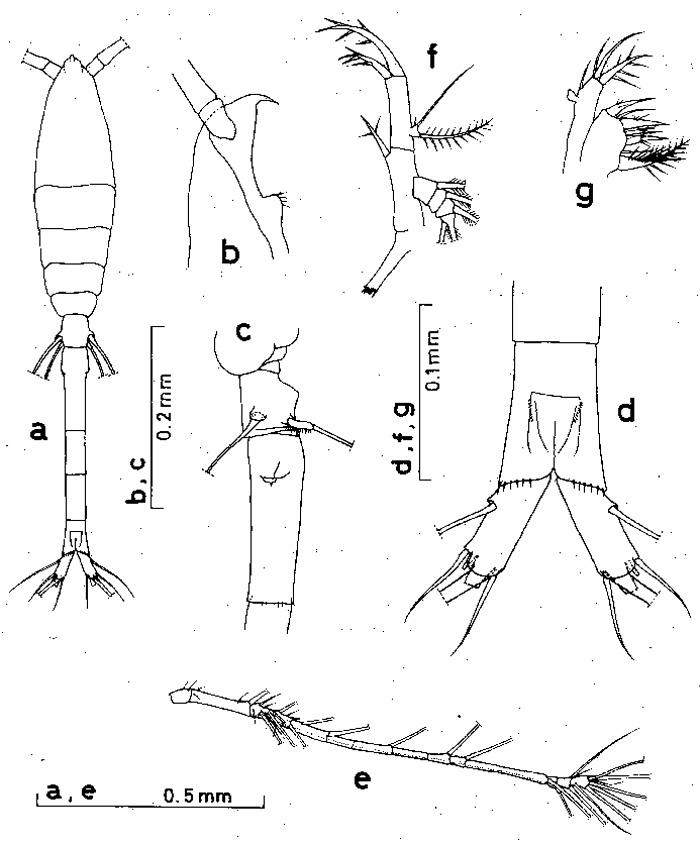 Espèce Oithona tenuis - Planche 2 de figures morphologiques