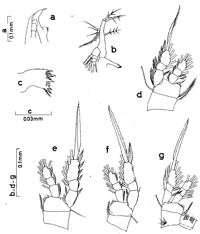 Espèce Oithona vivida - Planche 2 de figures morphologiques