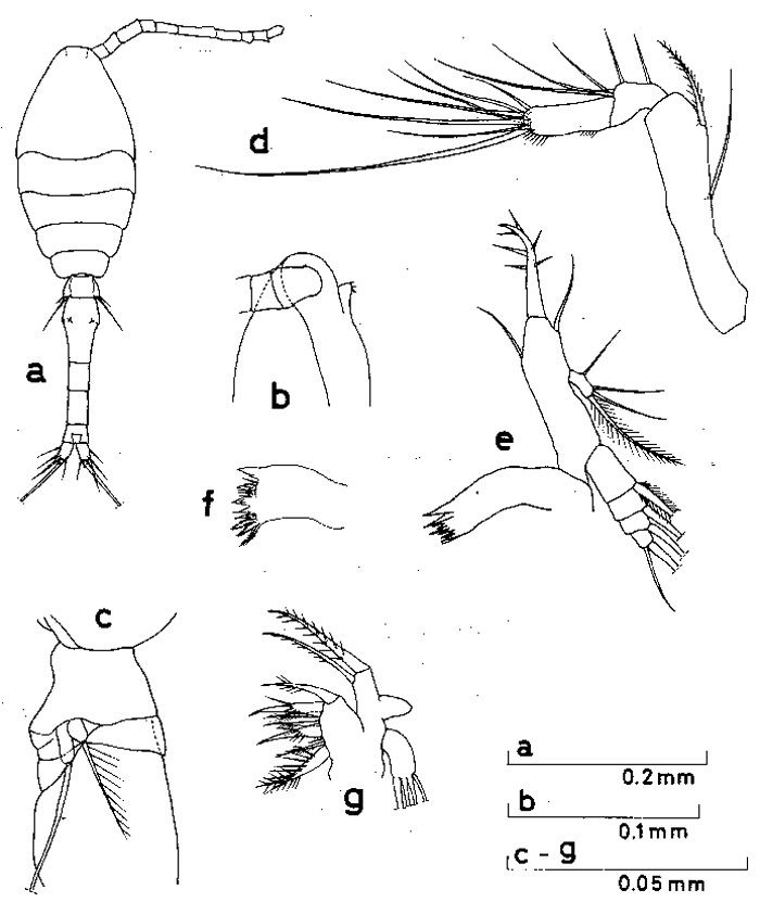 Species Oithona pacifica - Plate 7 of morphological figures