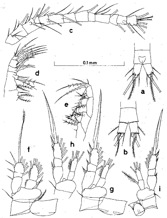 Species Oithona pacifica - Plate 8 of morphological figures