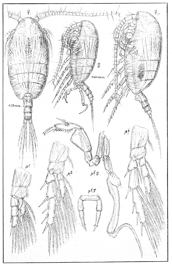 Species Stephos minor - Plate 1 of morphological figures