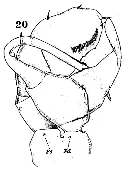 Espèce Temora discaudata - Planche 12 de figures morphologiques