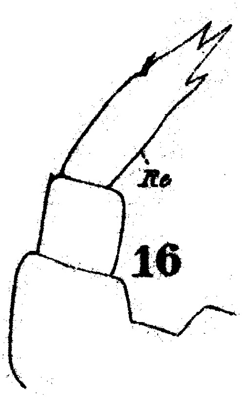 Espce Temora longicornis - Planche 2 de figures morphologiques