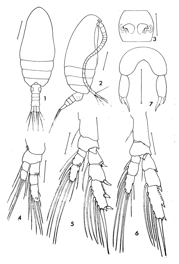 Species Parvocalanus crassirostris - Plate 1 of morphological figures