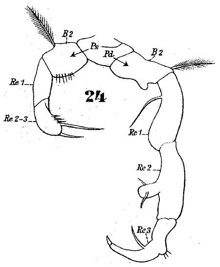 Espce Acartia (Acartiura) discaudata - Planche 5 de figures morphologiques