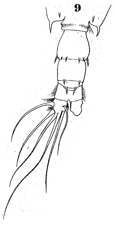 Espèce Acartia (Odontacartia) centrura - Planche 1 de figures morphologiques