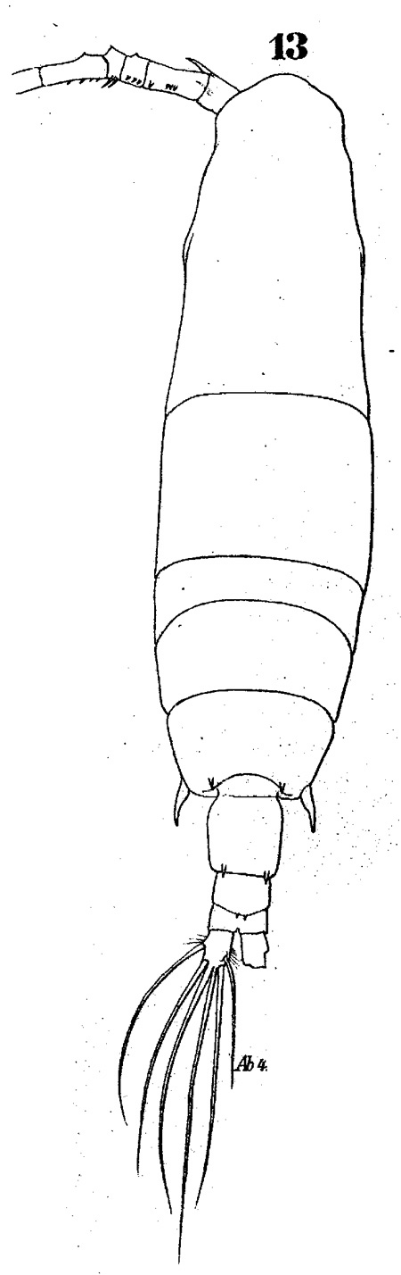 Espce Acartia (Odontacartia) erythraea - Planche 2 de figures morphologiques