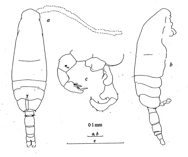 Espèce Acartia (Acartiura) lefevreae - Planche 2 de figures morphologiques