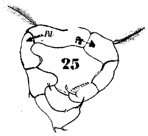 Espce Acartia (Acartiura) longiremis - Planche 2 de figures morphologiques