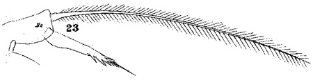 Espèce Acartia (Acartia) danae - Planche 6 de figures morphologiques