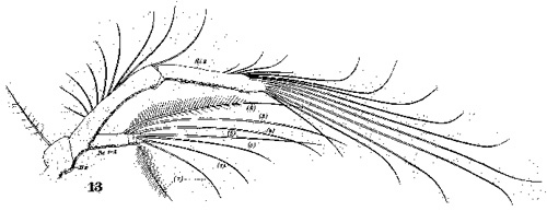 Espce Acartia (Acartiura) clausi - Planche 16 de figures morphologiques