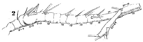 Species Acartia (Acartiura) clausi - Plate 21 of morphological figures