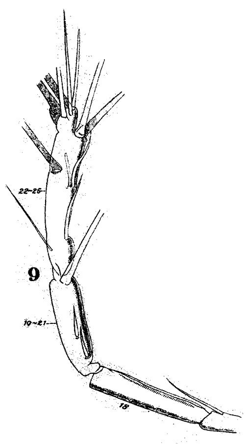 Species Acartia (Acartiura) clausi - Plate 23 of morphological figures