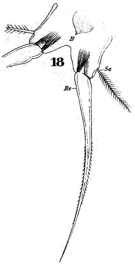 Espèce Paracartia latisetosa - Planche 6 de figures morphologiques