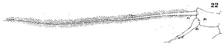 Espèce Acartia (Acartia) negligens - Planche 9 de figures morphologiques