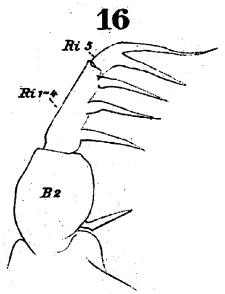 Espce Acartia (Odontacartia) spinicauda - Planche 2 de figures morphologiques
