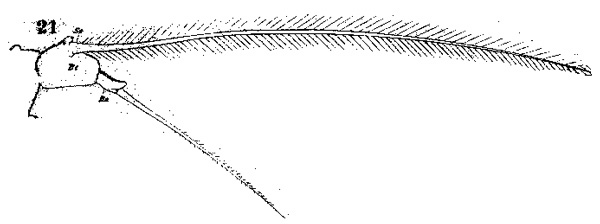 Espce Acartia (Odontacartia) spinicauda - Planche 3 de figures morphologiques