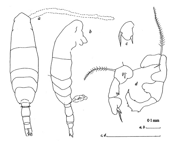 Espèce Acartia (Acartiura) ensifera - Planche 2 de figures morphologiques