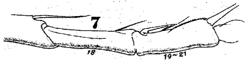 Espèce Acartia (Acanthacartia) tonsa - Planche 12 de figures morphologiques