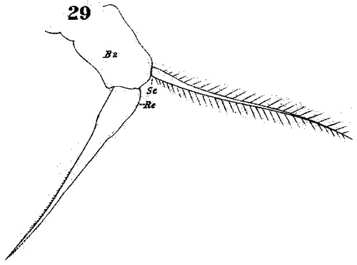Espèce Acartia (Acanthacartia) bifilosa - Planche 5 de figures morphologiques