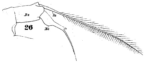 Espèce Acartia (Odontacartia) centrura - Planche 3 de figures morphologiques