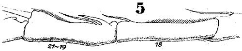 Espce Acartia (Odontacartia) erythraea - Planche 4 de figures morphologiques