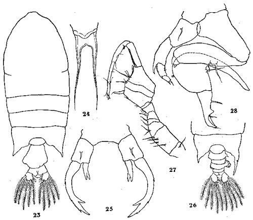 Espce Pontellopsis regalis - Planche 7 de figures morphologiques