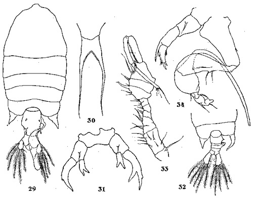 Species Pontellopsis macronyx - Plate 3 of morphological figures