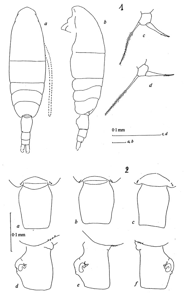 Espèce Acartia (Acartiura) simplex - Planche 1 de figures morphologiques