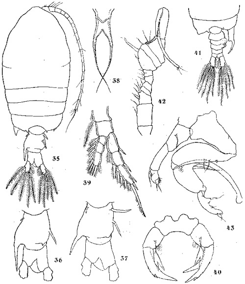 Species Pontellopsis inflatodigitata - Plate 1 of morphological figures