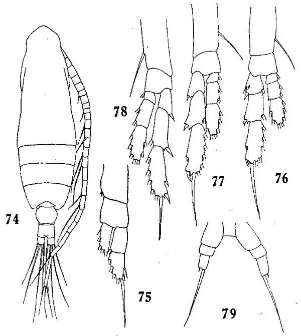Species Calocalanus gracilis - Plate 2 of morphological figures