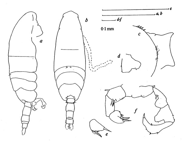 Espèce Acartia (Acartiura) simplex - Planche 2 de figures morphologiques