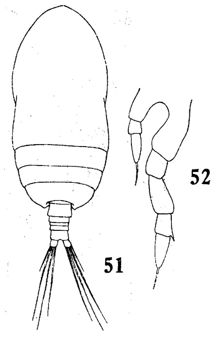 Espce Calocalanus styliremis - Planche 4 de figures morphologiques