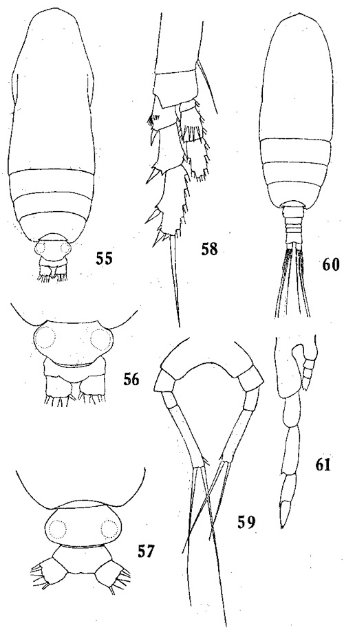 Species Calocalanus contractus - Plate 3 of morphological figures