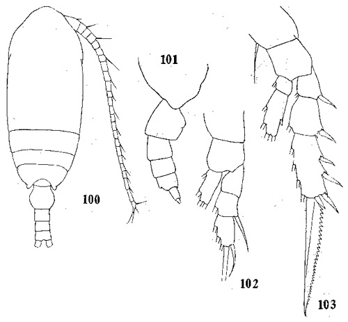 Espce Microcalanus pusillus - Planche 4 de figures morphologiques