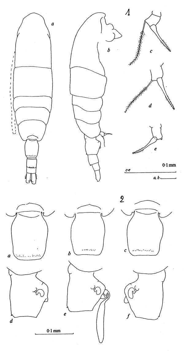 Espèce Acartia (Acartiura) jilletti - Planche 1 de figures morphologiques