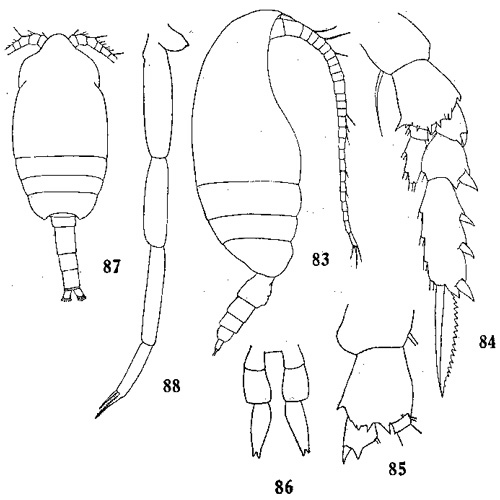 Espèce Clausocalanus paululus - Planche 6 de figures morphologiques