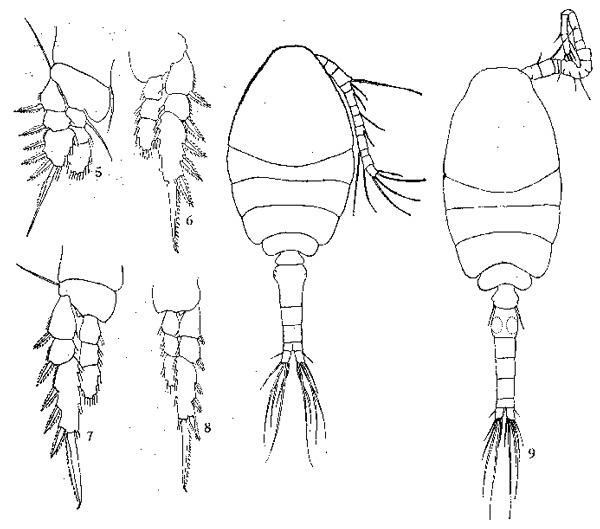 Espèce Oithona simplex - Planche 10 de figures morphologiques