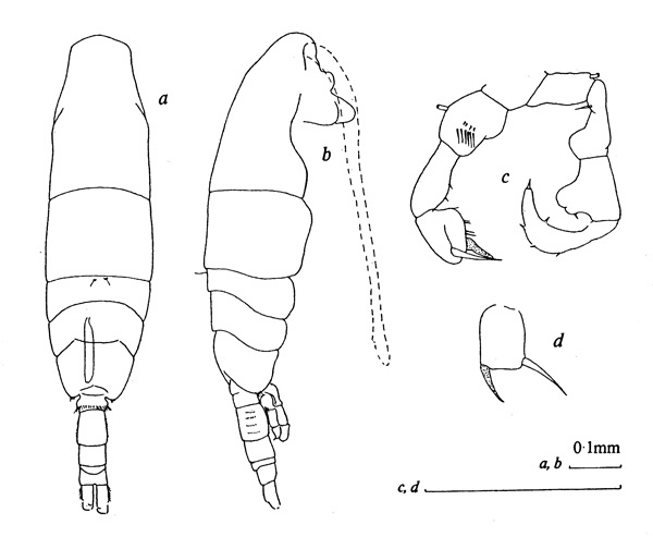 Espèce Acartia (Acartiura) jilletti - Planche 2 de figures morphologiques