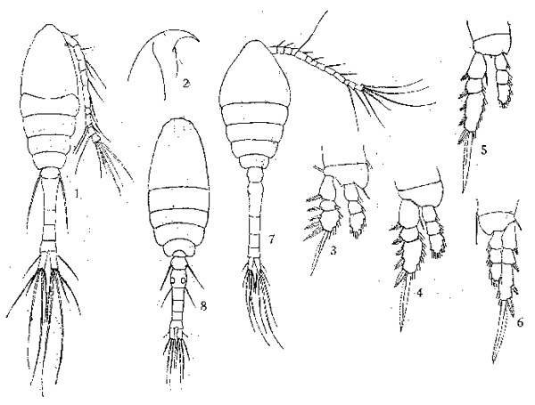 Espèce Oithona brevicornis - Planche 15 de figures morphologiques
