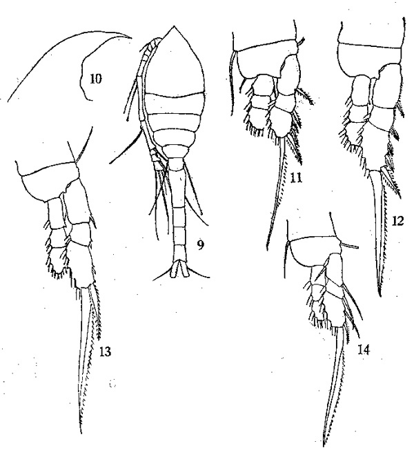 Espèce Oithona vivida - Planche 4 de figures morphologiques