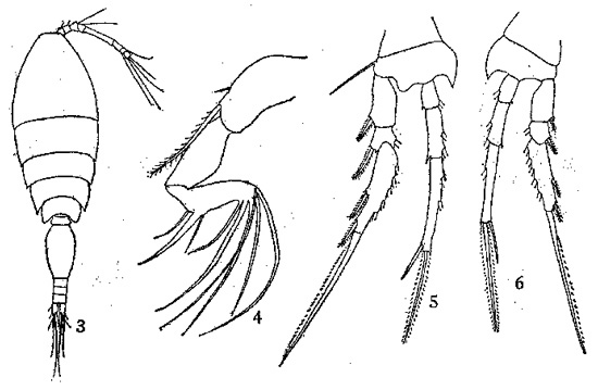 Espèce Oncaea ornata - Planche 1 de figures morphologiques